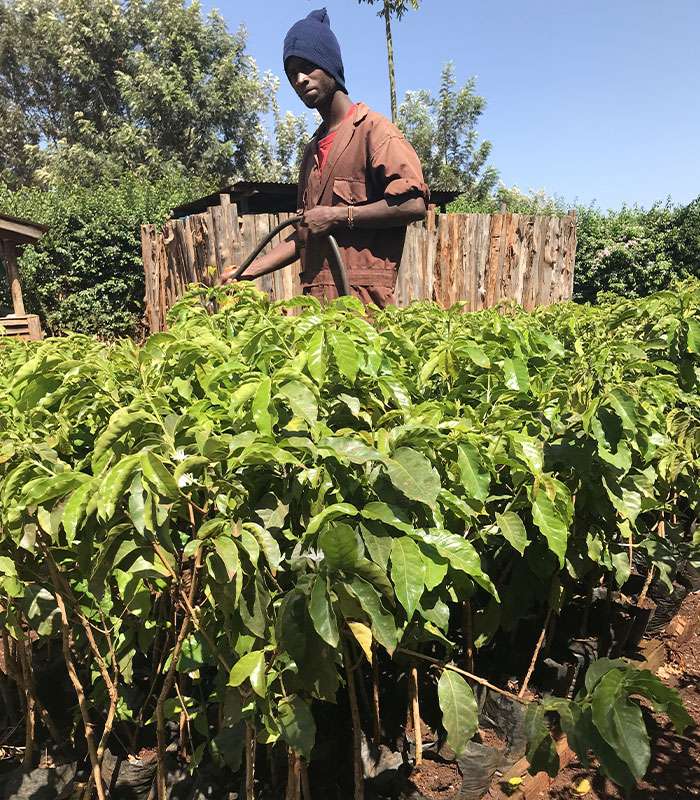 Découvrez notre café bio de Papouasie