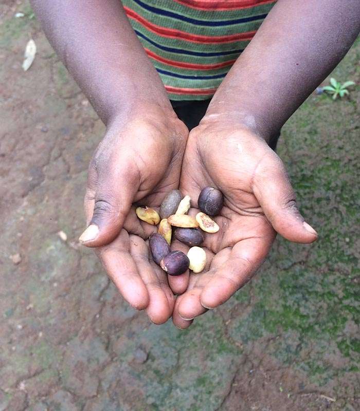 Découvrez notre café bio décaféiné du Pérou 100% naturel