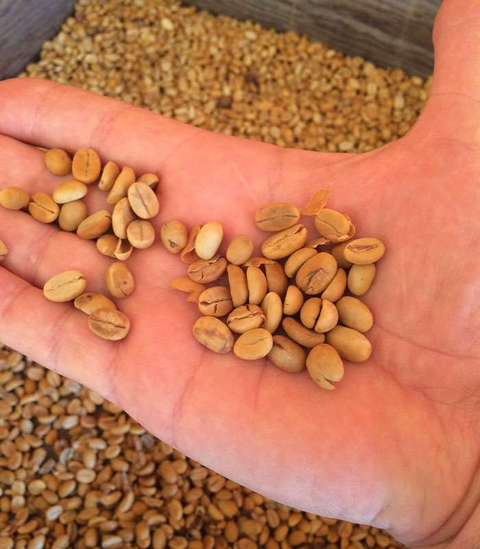 Découvrez notre café bio du Brésil Mexique Tanzanie par des producteurs locaux