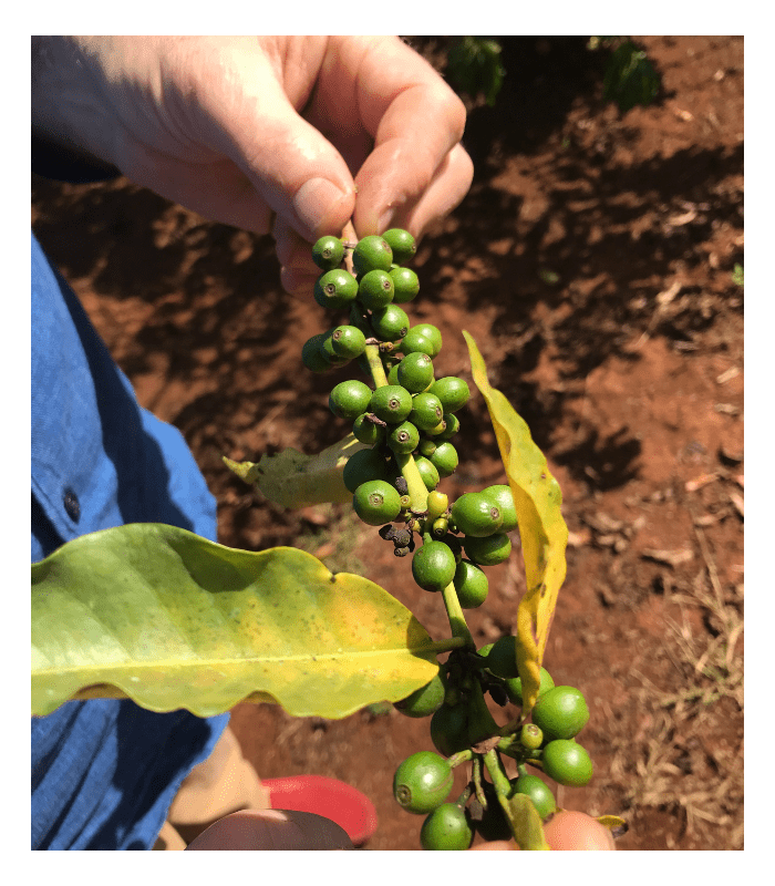 Découvrez notre café bio d'Ethiopie par des producteurs locaux