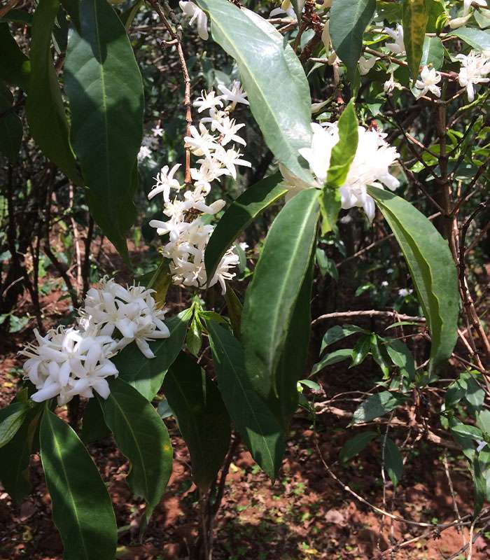 Découvrez notre café bio de Papouasie 100% naturel