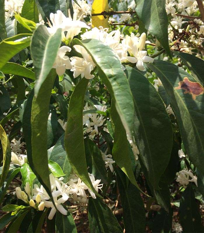 Découvrez notre café bio décaféiné du Pérou 100% naturel