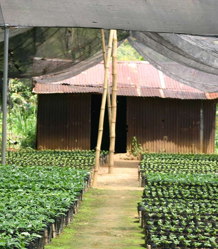 Découvrez notre café bio de Papouasie