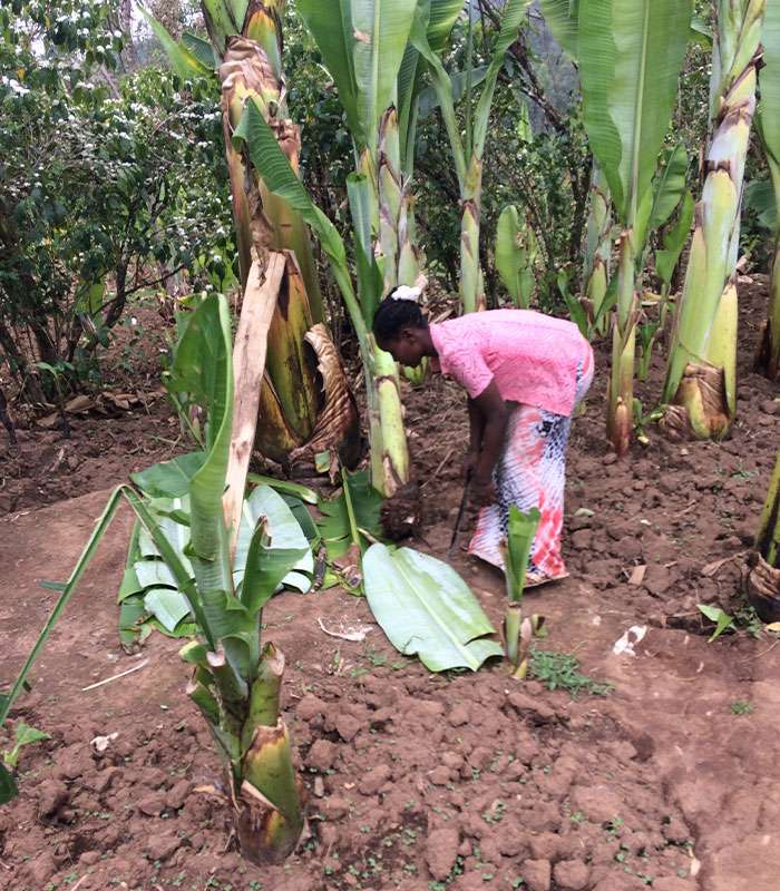 Découvrez notre café bio du Brésil, Éthiopie, Inde