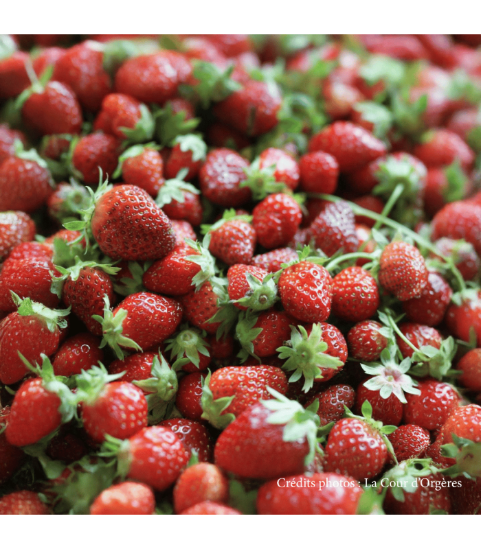 Découvrez notre recette gourmande de confiture à la Fraise.