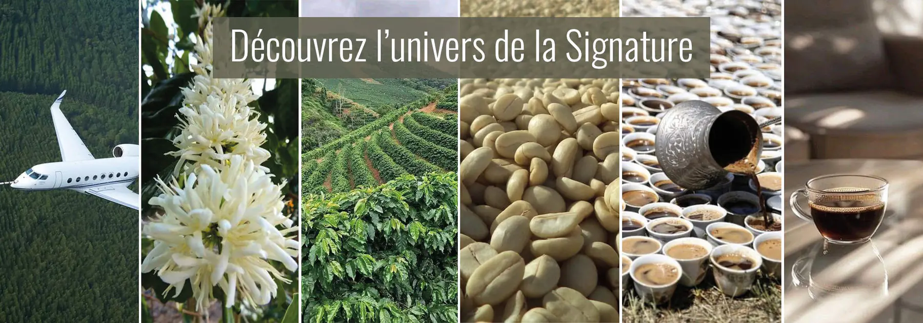 La Signature | Café Bio d'Exception aux 3 Arabicas | Terramoka